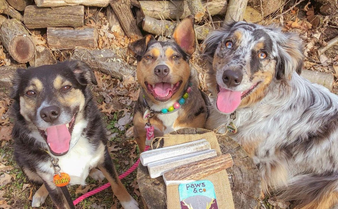 simplicity that matters - Paws & Co Dog Chews