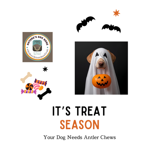 IT'S TREAT SEASON: YOUR DOG NEEDS ANTLER CHEWS