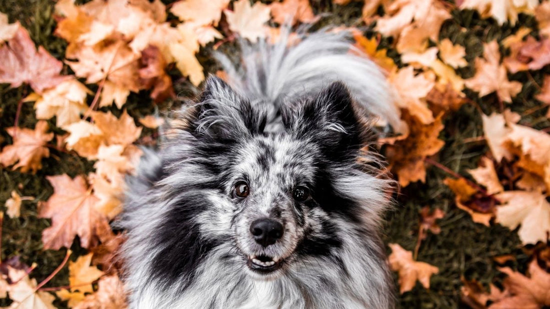 Activities to do with your dog in the fall - Paws & Co Dog Chews