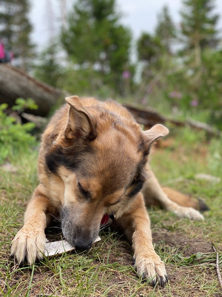 antler chews: the earth-friendly dog treat - Paws & Co Dog Chews