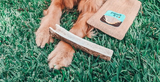 are antler chews safe? - Paws & Co Dog Chews