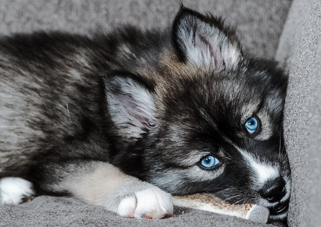 Are antler chews safe for puppies? - Paws & Co Dog Chews