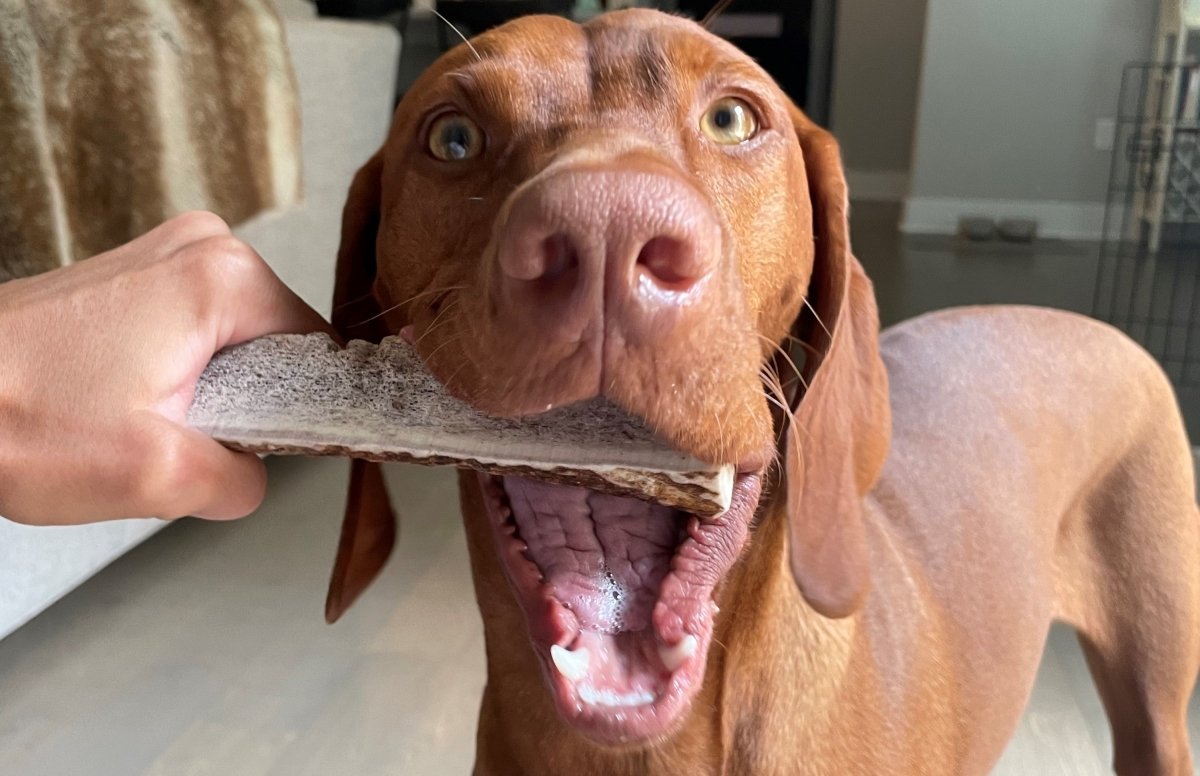 Can your dog with a sensitive stomach have antler chews? - Paws & Co Dog Chews