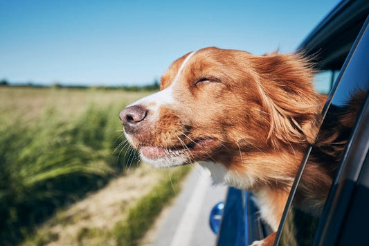 Car Travel Safety Tips With Your Pup - Paws & Co Dog Chews