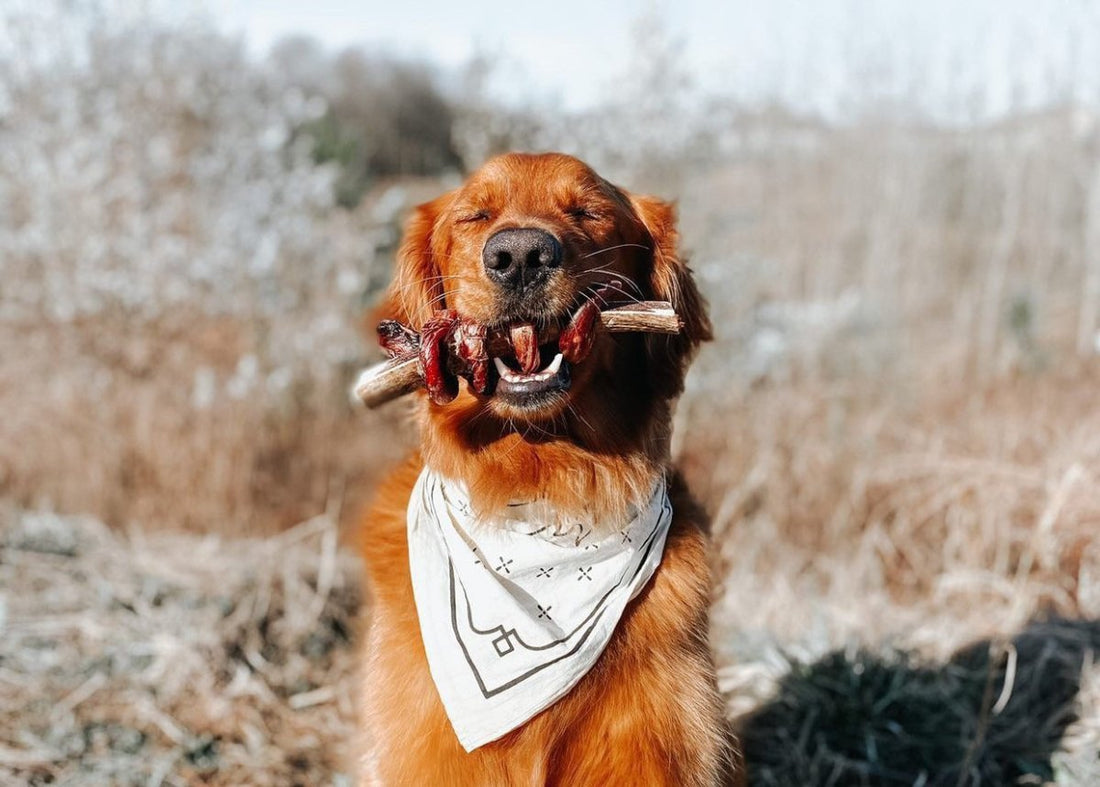 "chews" happiness - Paws & Co Dog Chews