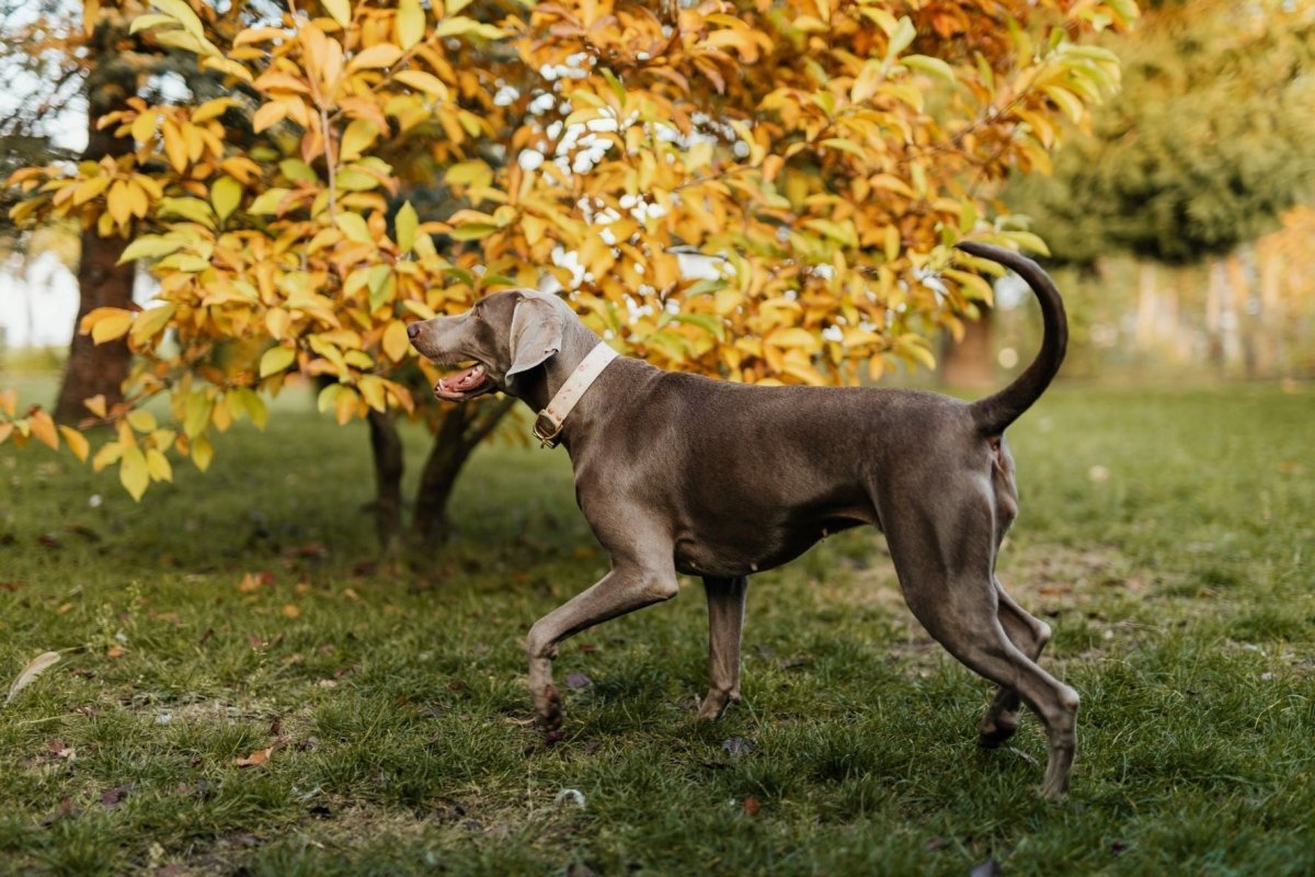 Do you have a high energy dog? - Paws & Co Dog Chews
