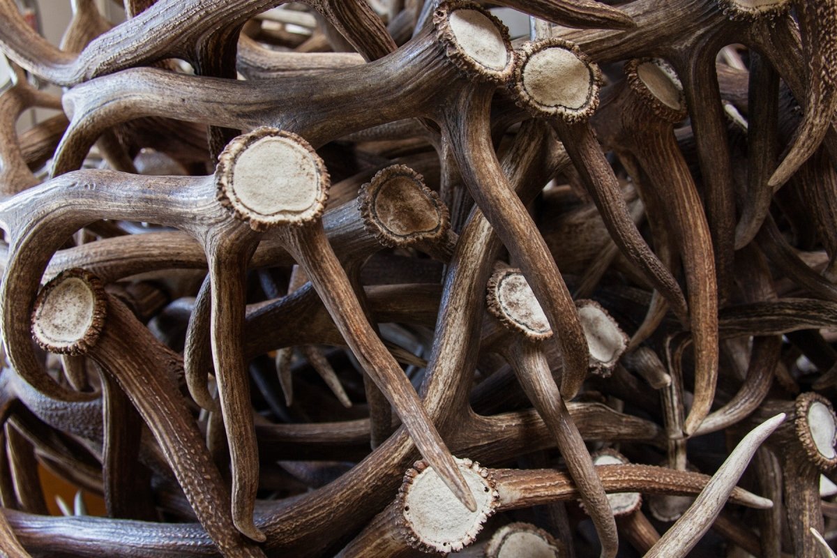 Elk, deer, or moose...what's the difference? - Paws & Co Dog Chews