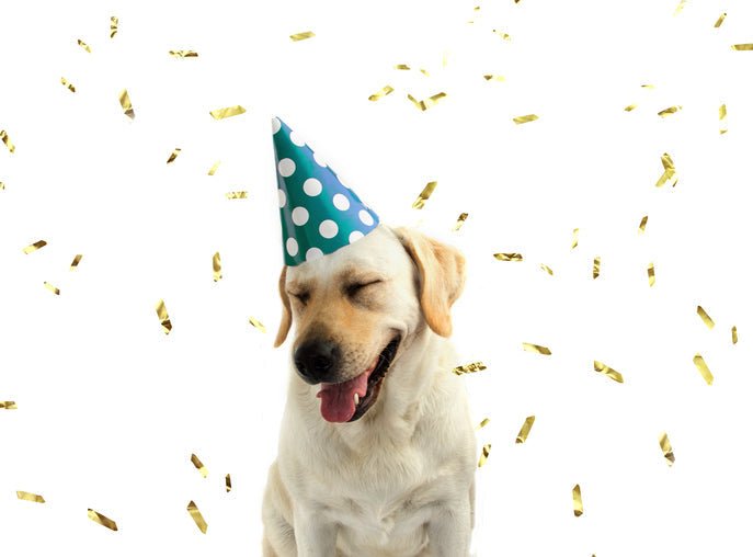 Happy New Year! - Paws & Co Dog Chews