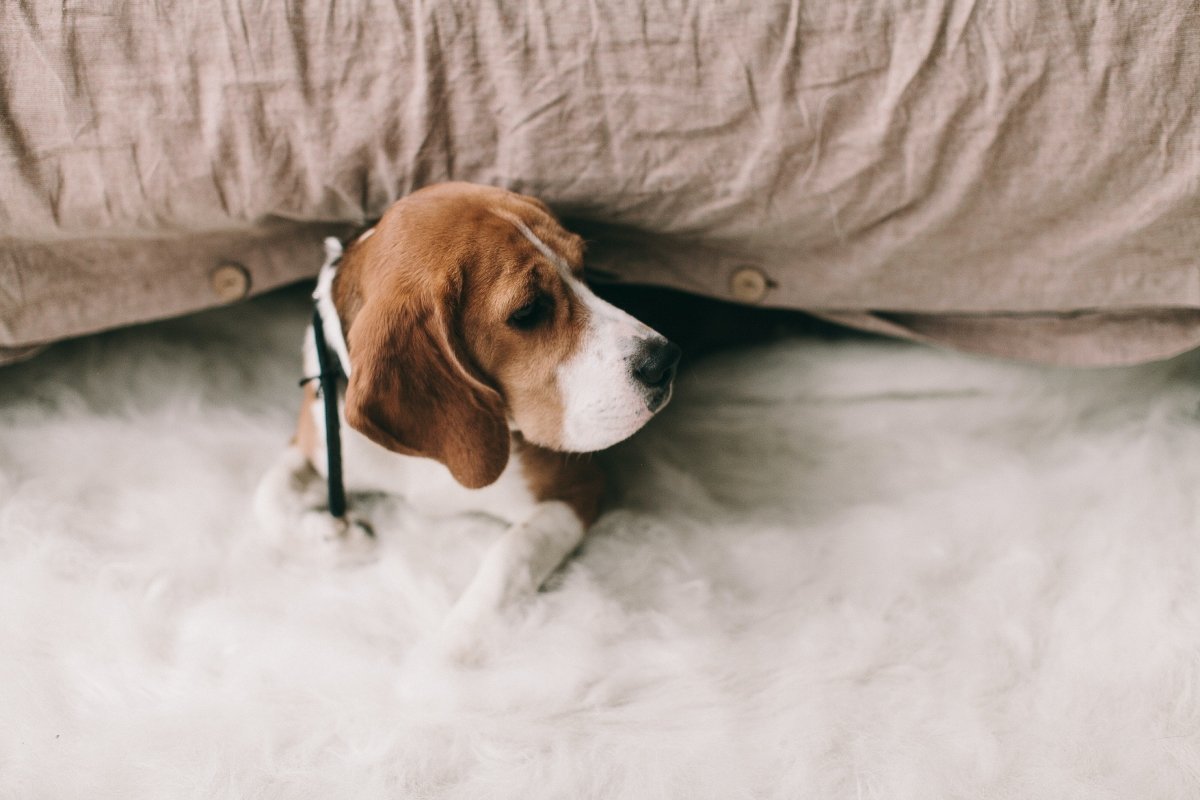 how to help your dog with separation anxiety - Paws & Co Dog Chews