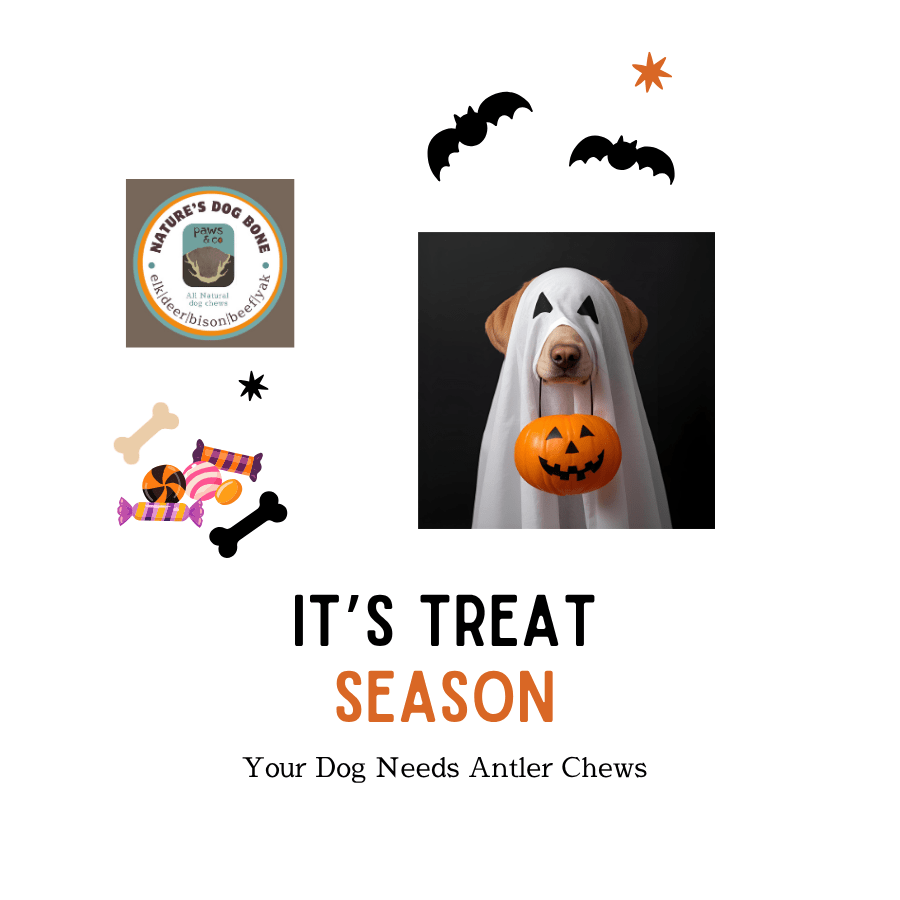 IT'S TREAT SEASON: YOUR DOG NEEDS ANTLER CHEWS - Paws & Co Dog Chews
