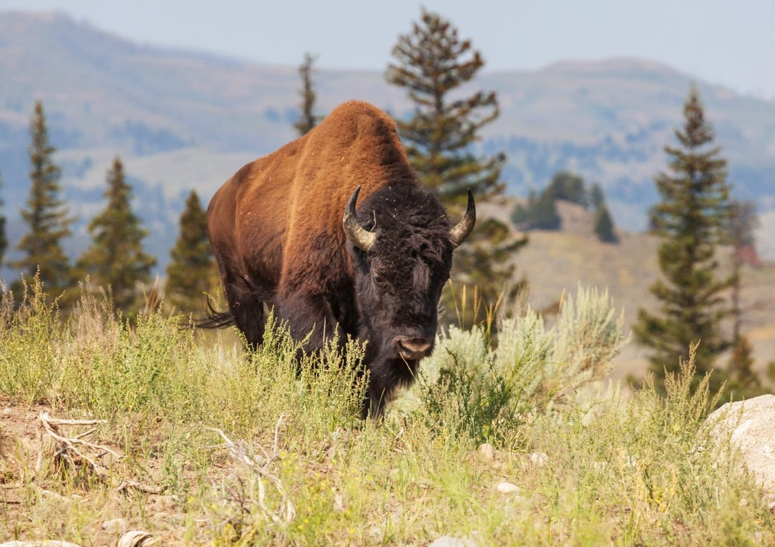 July is National Bison Month - Paws & Co Dog Chews
