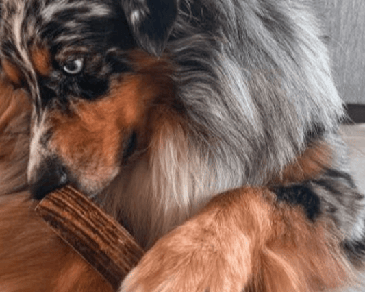 KONA'S Kennel: All About Noses - Paws & Co Dog Chews