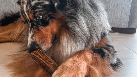 KONA'S Kennel: All About Noses - Paws & Co Dog Chews