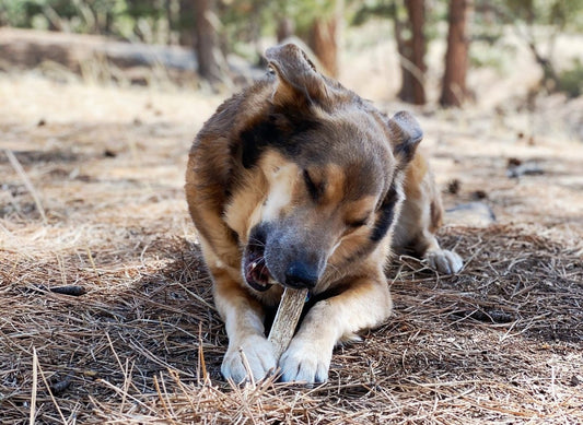 nature's dog bone - Paws & Co Dog Chews