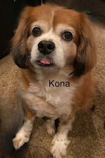 Renewed Purpose Through Loss: A Message from Our Founder - Paws & Co Dog Chews