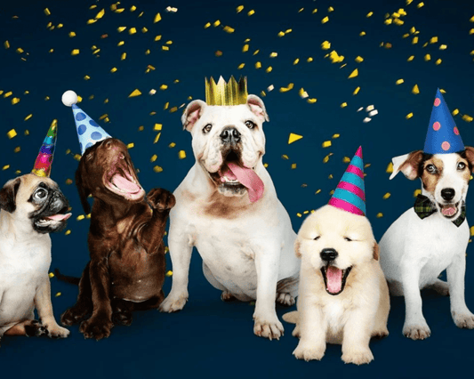 Start The Year Right! - Paws & Co Dog Chews