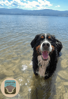 Summer Safety & Chewing Tips - Paws & Co Dog Chews