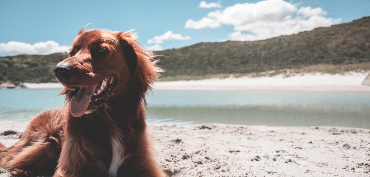 tips for keeping your dog healthy - Paws & Co Dog Chews