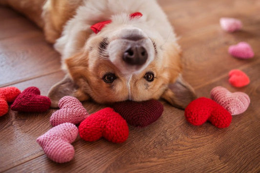 Valentine's Day for dogs--Show them the love! - Paws & Co Dog Chews