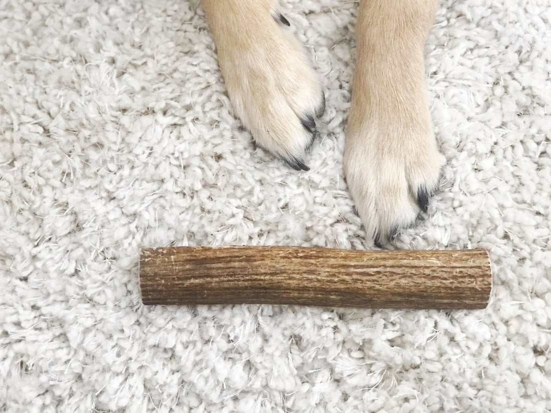 white carpet tested. dog approved 🐶 - Paws & Co Dog Chews