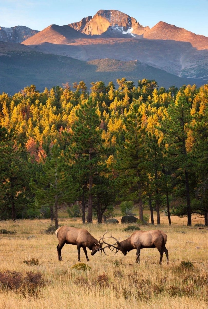 Why Fall in Colorado Is Elk Season and What It Has to Do With Your Dog’s Favorite Chew - Paws & Co Dog Chews