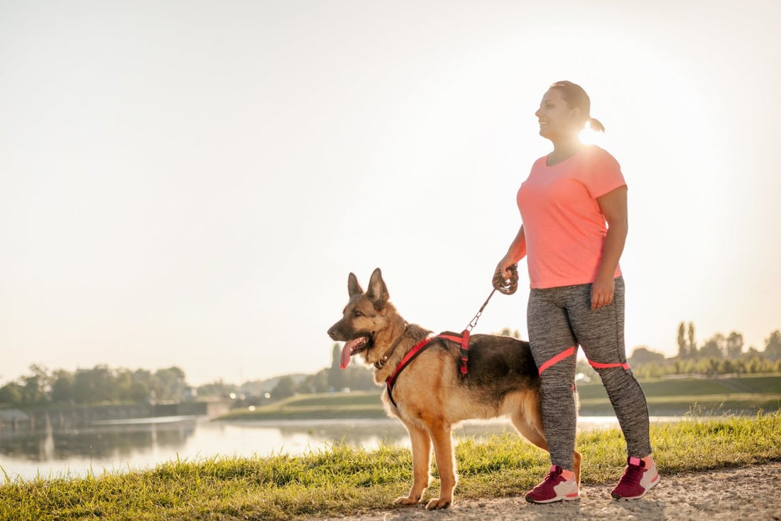 why walks are important for your dog - Paws & Co Dog Chews