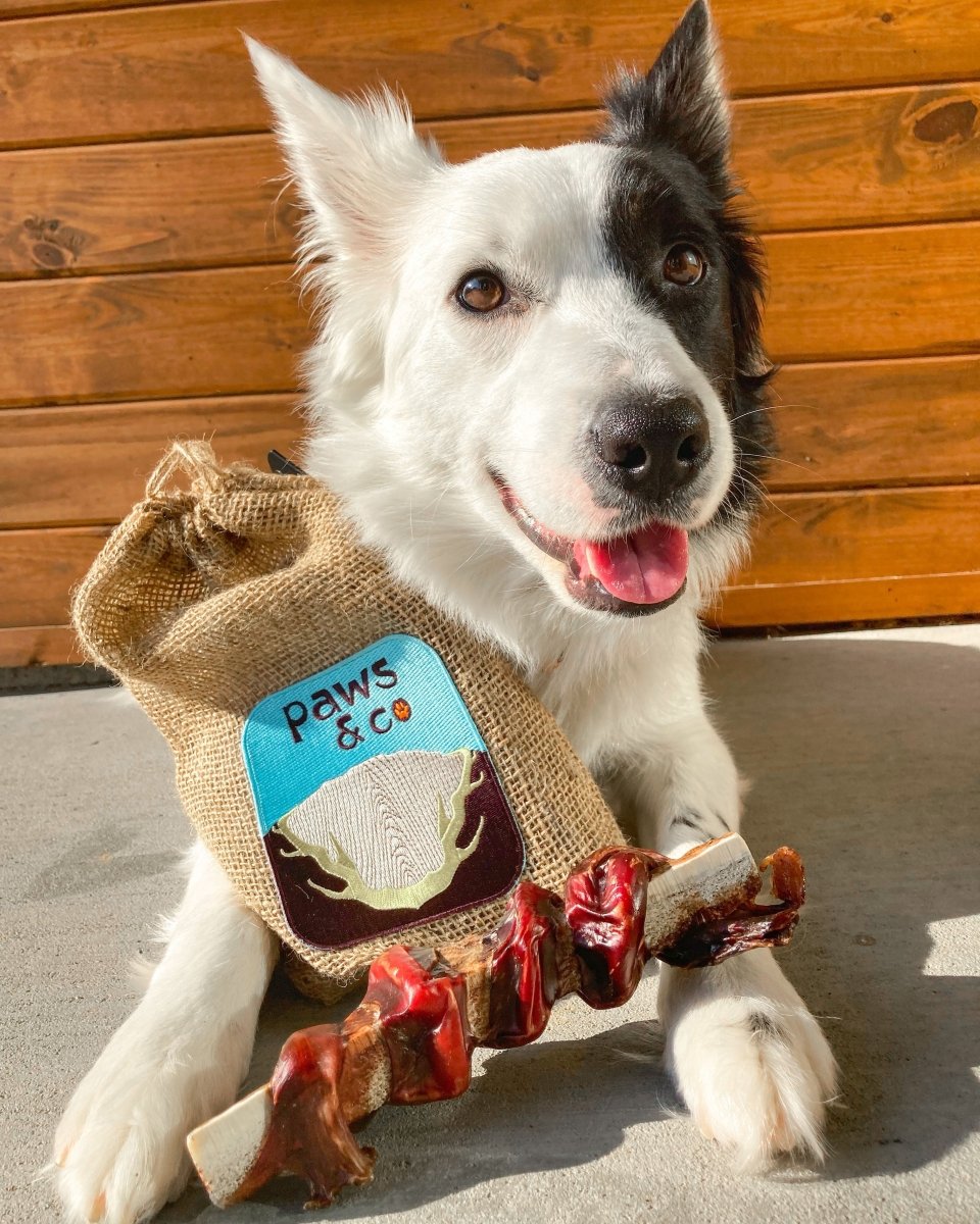 Happy medium size Strong Power Chewer with natural long lasting bully wrapped antler dog chew and burlap gift bag