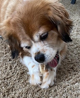 Dog chewing on a paws and co antler bone on a carpeted floor