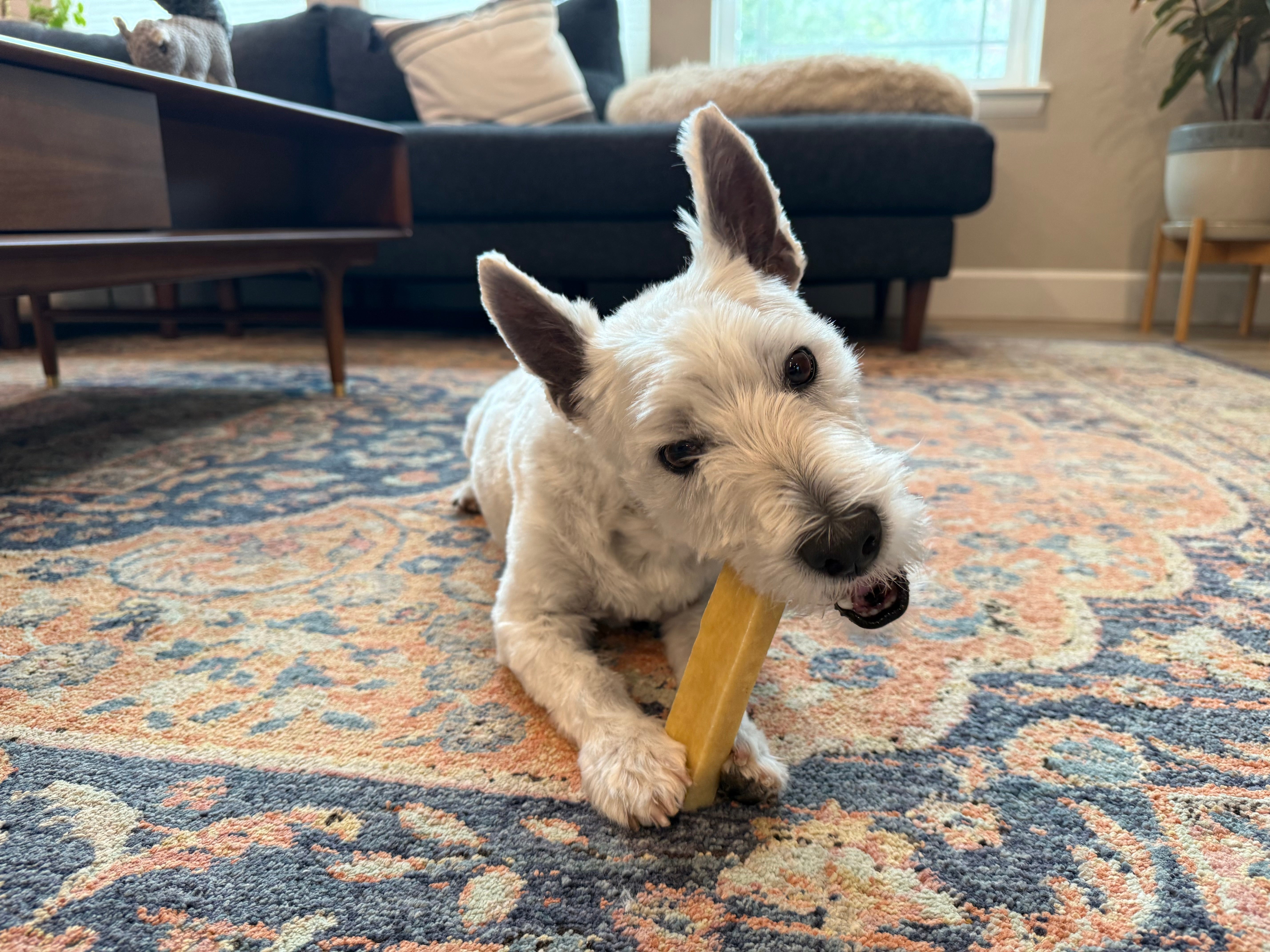 Dog chewing on a paws and co yak cheese chew toy on a patterned rug in a living room.
