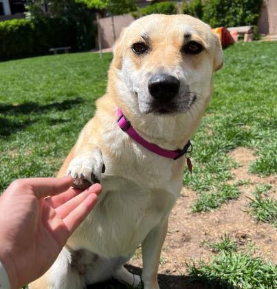 Dog with a pink collar standing on grass, interacting with a person's hand from paws and co give back 