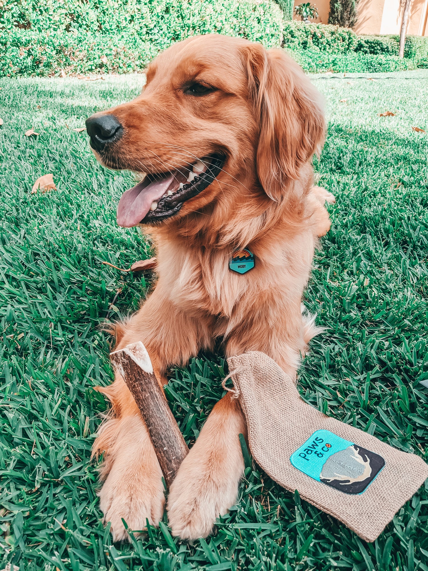 dog antler chews, paws & co, dog bones, antler chews for dogs, treats for dogs, elk antler chews, antler dog bones, natural dog bones, natural chews, best antler dogs, best dog chews, natural dog treats