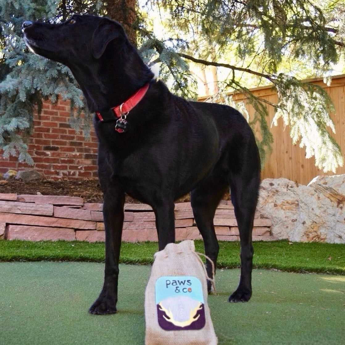A black dog stands outdoors on artificial turf next to a beige drawstring bag labeled 'PAWS & CO' with a blue paw graphic for their all natural dog chews. The dog is wearing a red collar, with trees, a brick wall, and a wooden fence in the background.