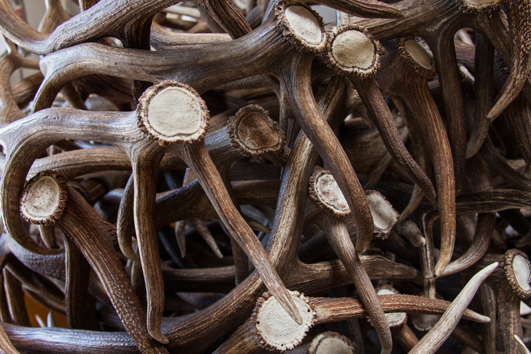 Paws & Co Dog chews, Elk Antler Dog Chew, Colorado Company, Dog Bone, Local, Chew Toy, Premium Grade, Long Lasting dog chew, natural dog chew 