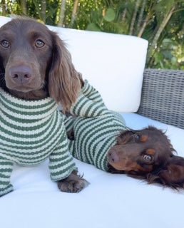 Lucky Dog Bundle - Paws & Co Dog Chews