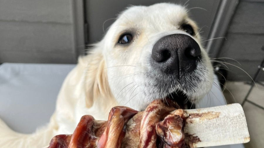 Split Elk Antler Chews Wrapped in Beef Bully Stick - Paws & Co Dog Chews